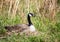 Nesting Canadian Goose sitting on her eggs