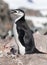 Nesting Chinstrap Penguin with chick, Antarctic Peninsula