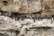 Nesting colony of guillemots birds on the cliff, Svalbard, Norwa