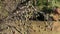 Nesting colony of masked weaver birds