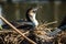 Nesting Cormorant