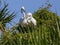 Nesting Egrets in Atlantic Beach, Florida