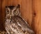 Nesting female eastern screech owl Megascops asio with eggs in a nest box