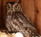 Nesting female eastern screech owl Megascops asio with eggs in a nest box