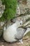 Nesting Female Fulmar