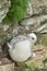 Nesting Female Fulmar