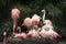 Nesting Flamingos Flock