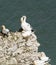 Nesting gannets on a cliff headland