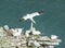 Nesting gannets on a cliff headland