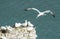 Nesting gannets on a cliff headland