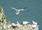 Nesting gannets on a cliff headland