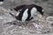 Nesting Gentoo penguin and chick