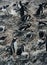 Nesting gentoo penguins