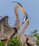 Nesting Great Blue Herons building a new home