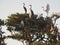 Nesting Great Blue Herons and Great White Egrets in Live Oak Trees