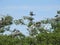 Nesting Great Blue Herons and Great White Egrets in Live Oak Trees