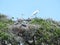 Nesting Great Blue Herons in Live Oak Trees