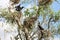 Nesting great cormorants on dried up tree