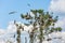 Nesting great cormorants on dried up tree