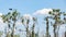 Nesting great cormorants on dried up tree