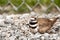 Nesting Kildeer (Charadrius vociferus)