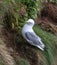 Nesting Kittiwakes Rissa tridactyla on the sea cliffs on the Isle of May