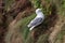 Nesting Kittiwakes Rissa tridactyla on the sea cliffs on the Isle of May