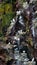 Nesting Kittiwakes and the rock