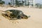 Nesting Leather Back Sea Turtle