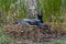 Nesting Loon