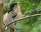 Nesting Loving Couple of Indian Myna