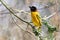 Nesting male black-headed weaver bird