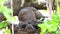 Nesting Mourning Dove, Zenaida macroura, with chicks