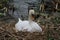 Nesting Mute Swan