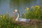 Nesting Mute Swan (Cygnus olor).