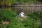 Nesting Mute Swan, Shrewsbury.