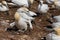 Nesting Northern Gannet