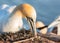 Nesting Northern gannet at the cliffs of island Helgoland, Germany