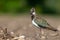 Nesting northern Lapwing (Vanellus vanellus) on a cultivated field in an agricultural plain