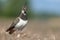 Nesting northern Lapwing (Vanellus vanellus) on a cultivated field in an agricultural plain