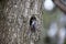 Nesting nuthatch preparing the nest site