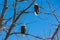 A Nesting Pair of Bald Eagles in a Tree