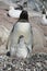 Nesting penguin and chick