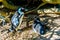 Nesting penguins at Boulders Beach, a popular nature reserve and home to a colony of African Penguins