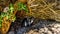 Nesting penguins at Boulders Beach, a popular nature reserve and home to a colony of African Penguins