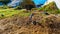 Nesting penguins at Boulders Beach, a popular nature reserve and home to a colony of African Penguins