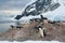 Nesting penguins, Gentoo penguin rookery