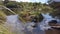 Nesting Pukeko Swamp Hens in New Zealand