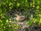 Nesting red footed booby on isla genovesa in the galapagos