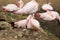 Nesting Rose Flamingo with eng in nest